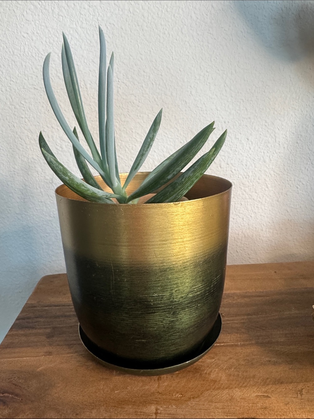 Chive — Gold and Green Ombre 5” Metal Planter